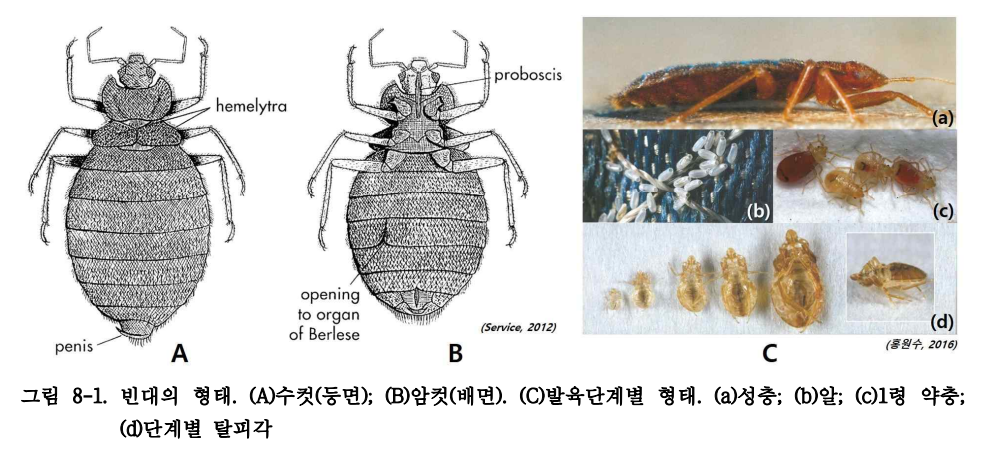 빈대퇴치, 빈대살충제는?...디노테퓨란 성분 확인해야